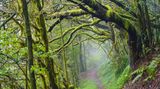 Nationalpark Garajonay, La Gomera