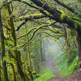 Nationalpark Garajonay, La Gomera