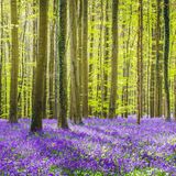 Hallerbos, Belgien