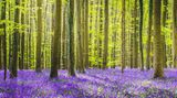 Hallerbos, Belgien