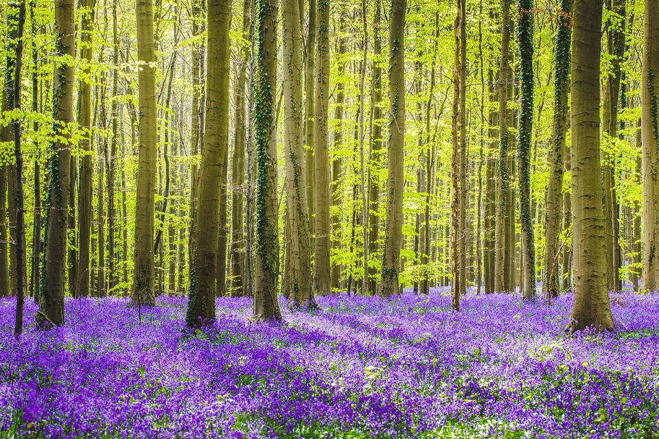 Hallerbos, Belgien 1.5006