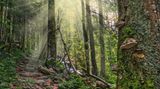 Bayrischer Wald