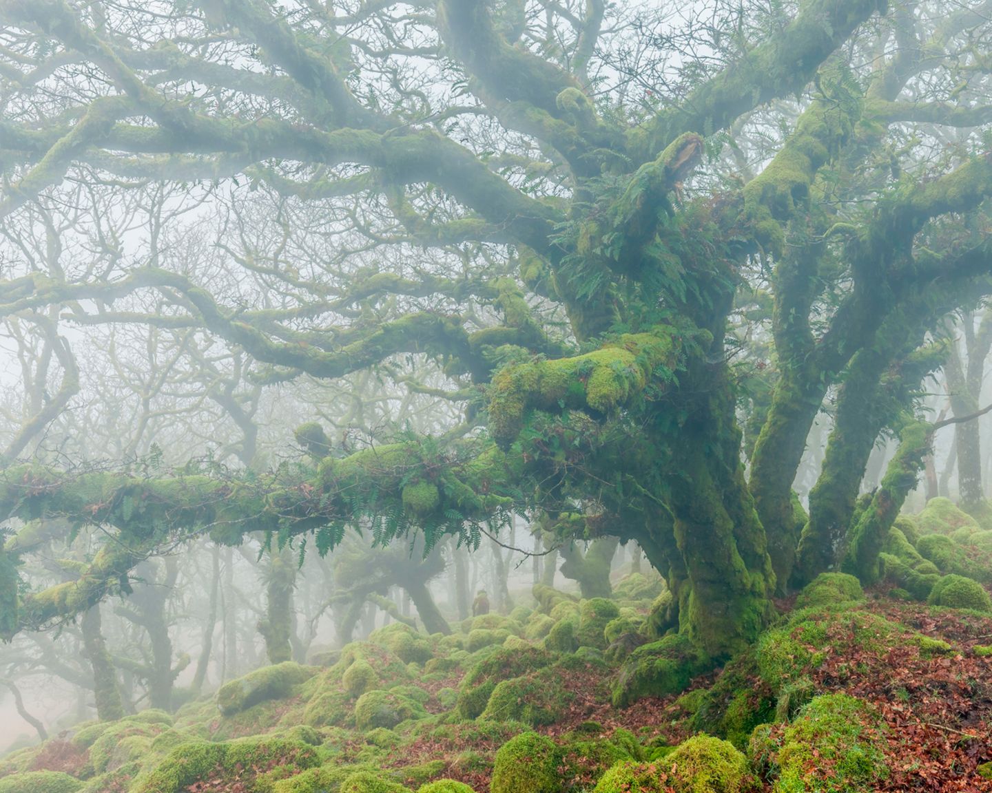 Wistman's Wood, England