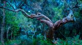 „Feenwald“ Fanal, Madeira
