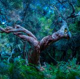 „Feenwald“ Fanal, Madeira