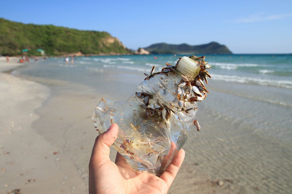 Muscheln an Meeresplastik