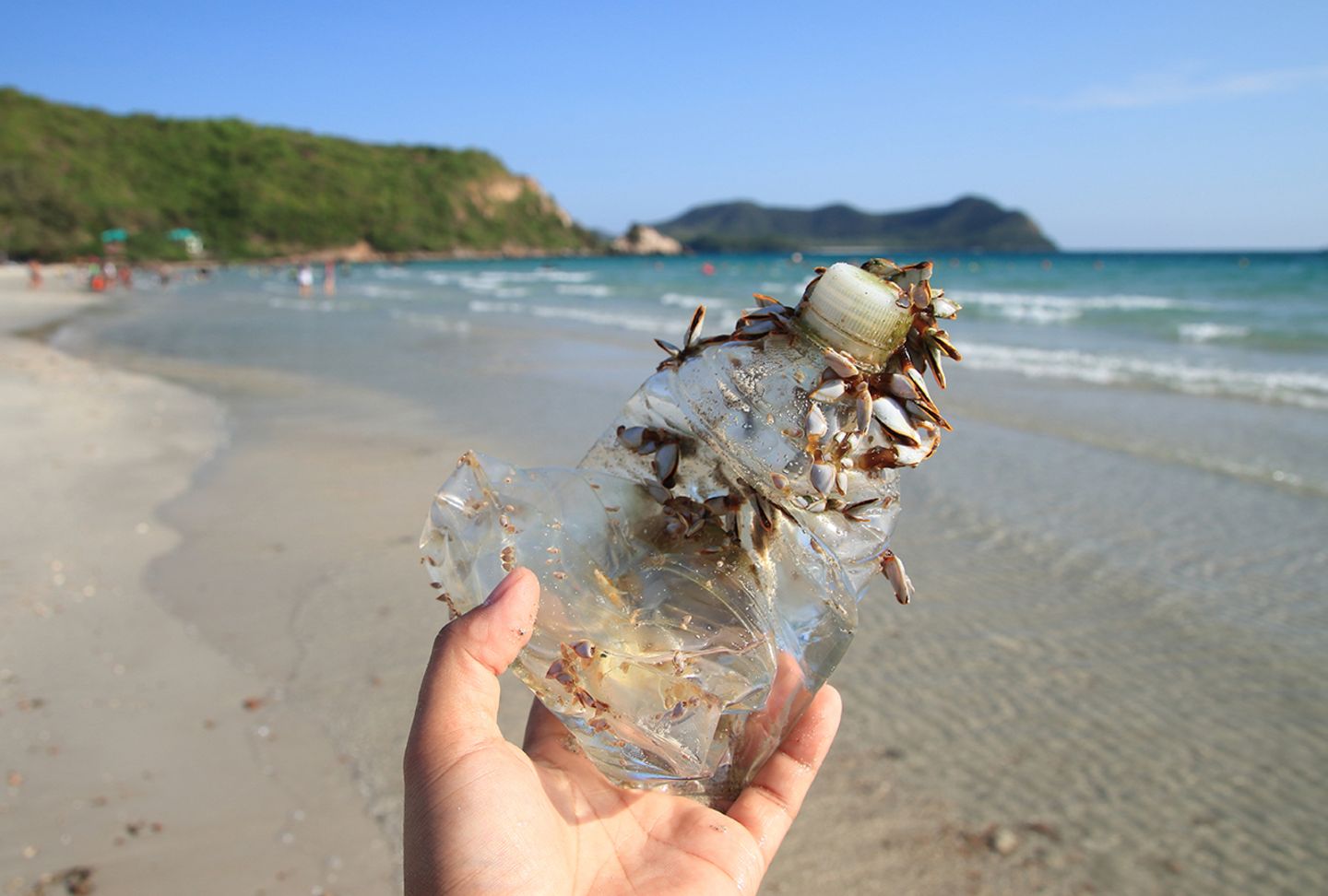 Muscheln an Meeresplastik