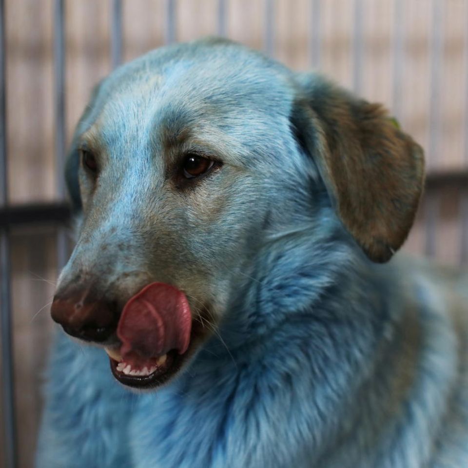 Blaue Hunde in Dserschinsk entdeckt