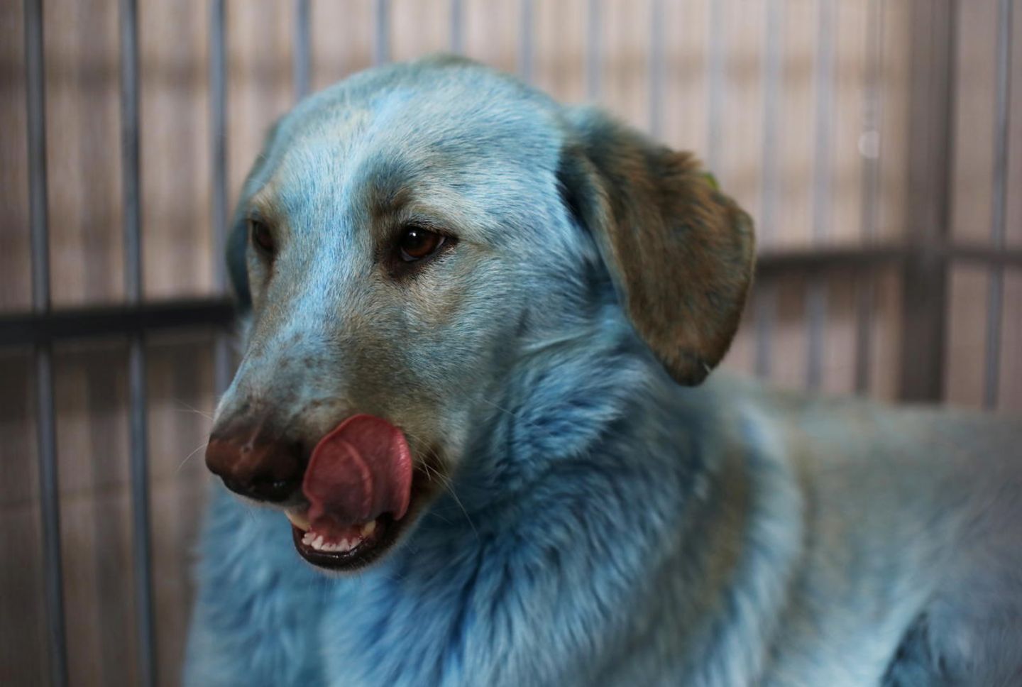 Blaue Hunde in Dserschinsk entdeckt