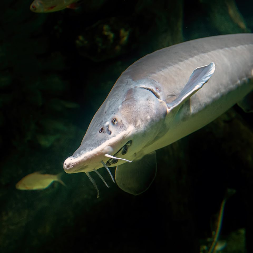 Beluga-Stör