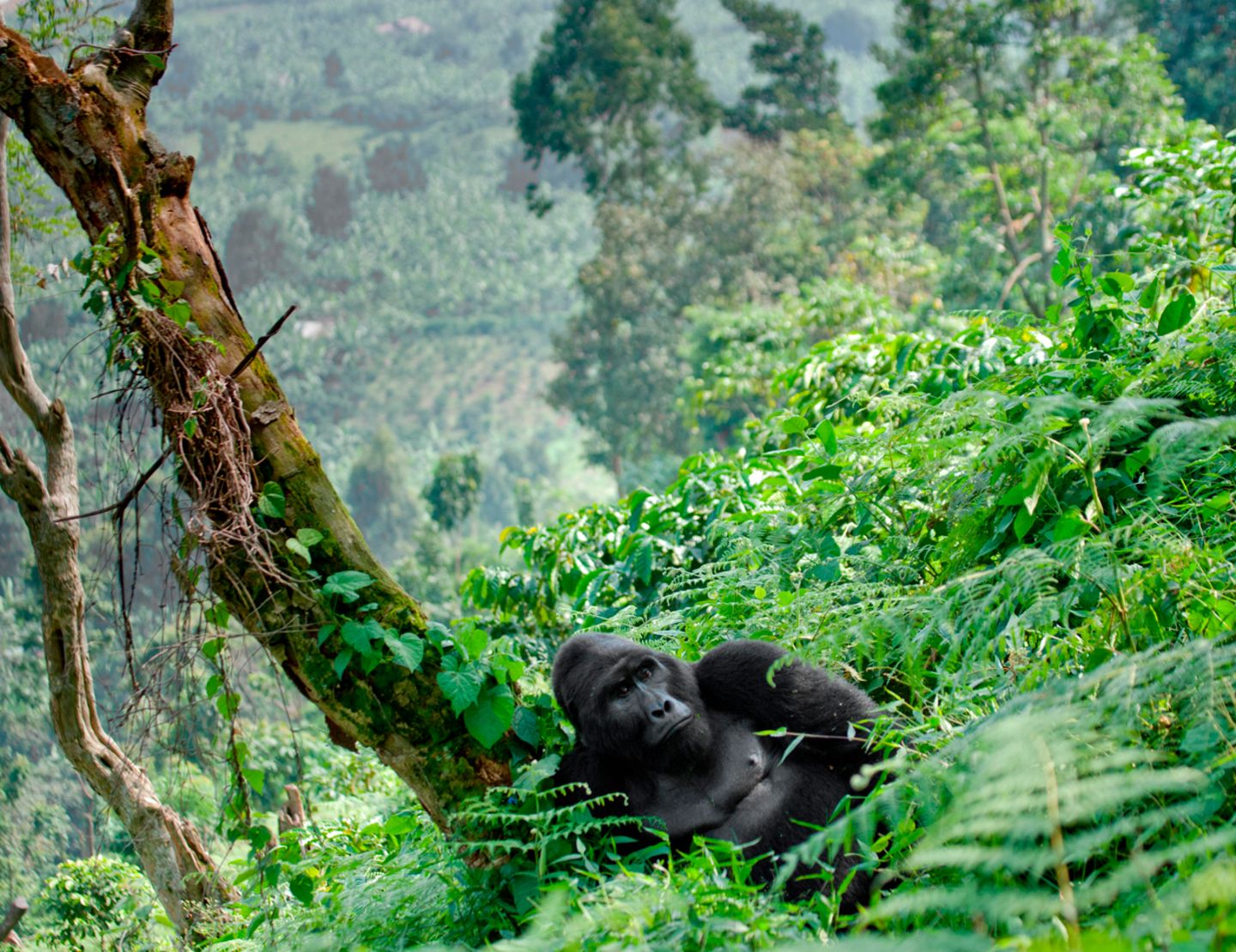 Virunga, Kongo