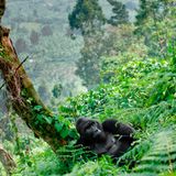 Virunga, Kongo