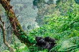 Virunga, Kongo
