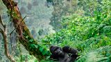 Virunga, Kongo