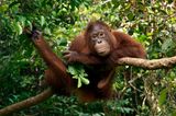 Orang-Utan; Borneo