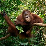 Orang-Utan; Borneo