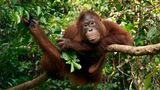 Orang-Utan; Borneo