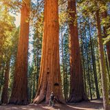 Sequoia-Nationalpark, USA