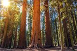 Sequoia-Nationalpark, USA