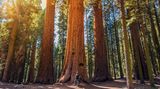 Sequoia-Nationalpark, USA