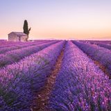 Provence, Frankreich