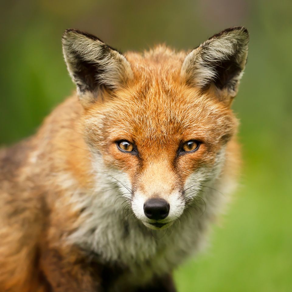 Rotfuchs