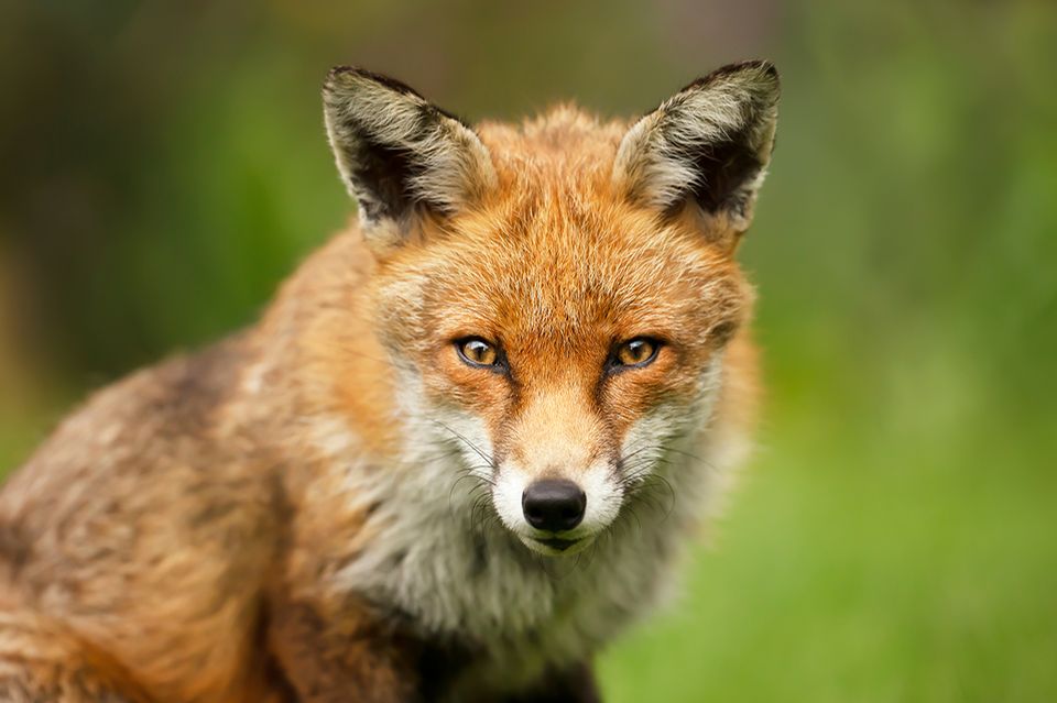 Rotfuchs