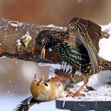 Kernbeißer und Stare lieferten sich heftige Kämpfe