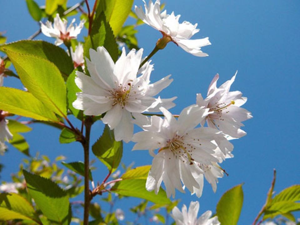 Schiebepuzzle: Nr. 85: Kirschblüte Schiebepuzzle: Nr. 85: Kirschblüte