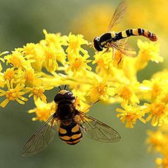 Schiebepuzzle: Schwebfliegen