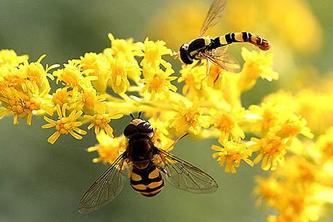 Schiebepuzzle: Schwebfliegen