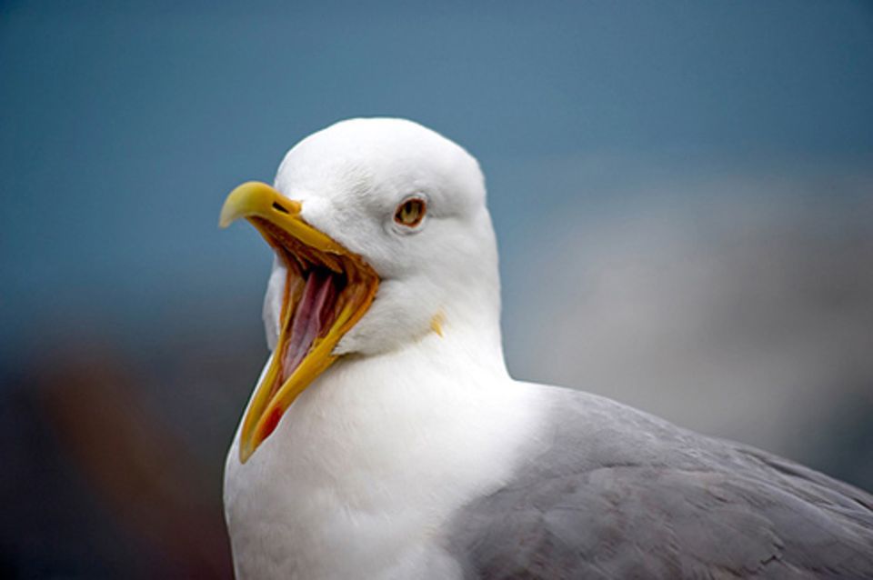 Schiebepuzzle: Nr. 90: Möwe auf Helgoland Schiebepuzzle: Nr. 90: Möwe auf Helgoland