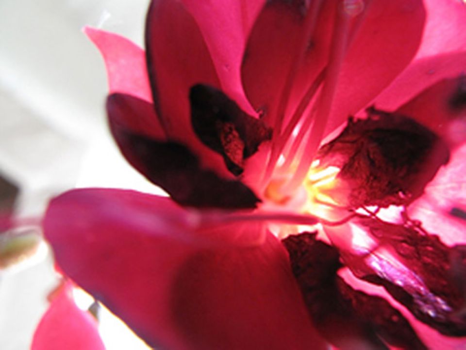 Schiebepuzzle: Nr. 91: Fuchsie Schiebepuzzle: Nr. 91: Fuchsie