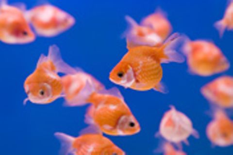 Schiebepuzzle: Goldfische