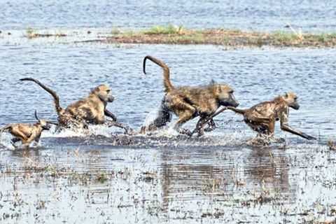 Schiebepuzzle: Botswana