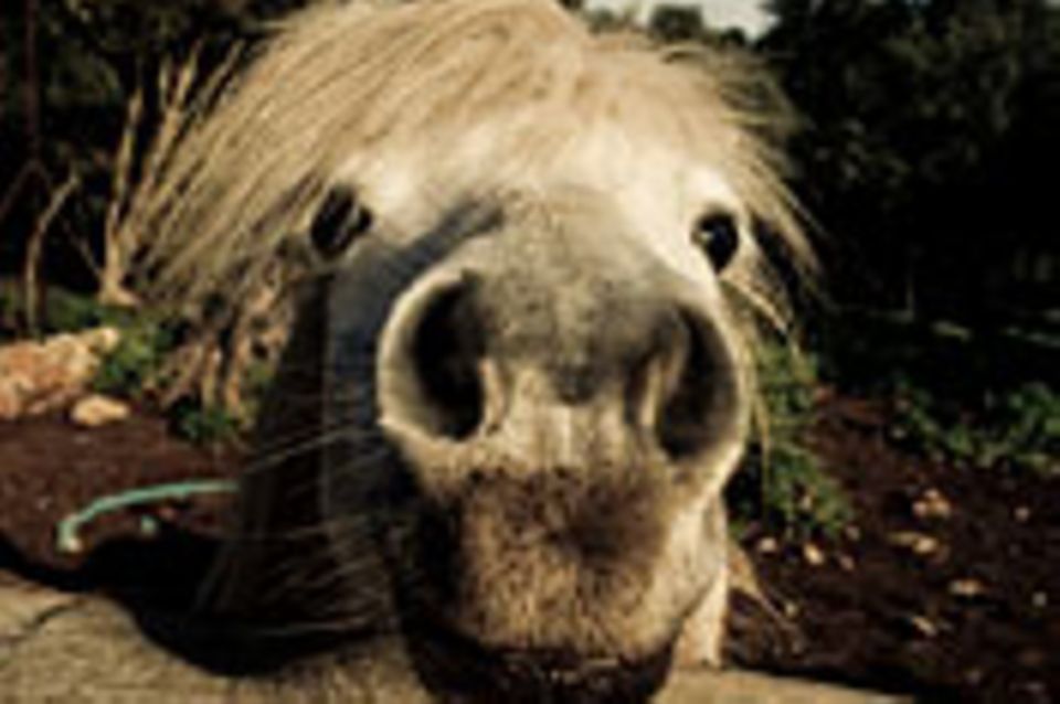 Schiebepuzzle: Nr. 66: Pferd