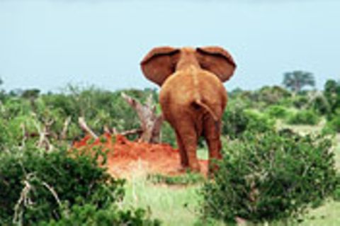 Schiebepuzzle: Elefant