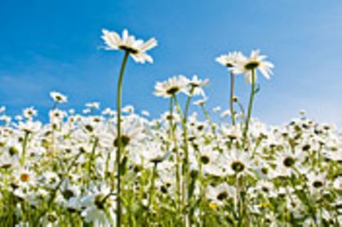 Schiebepuzzle: Blumenwiese