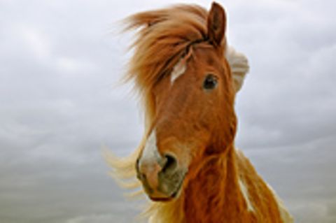 Schiebepuzzle: Pony