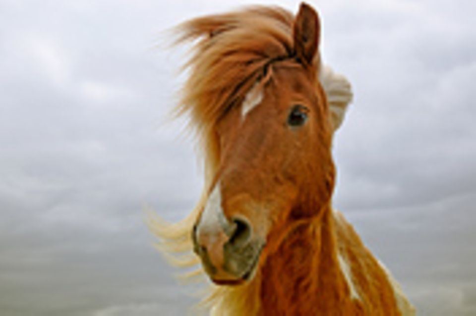 Schiebepuzzle: Nr. 90: Pony