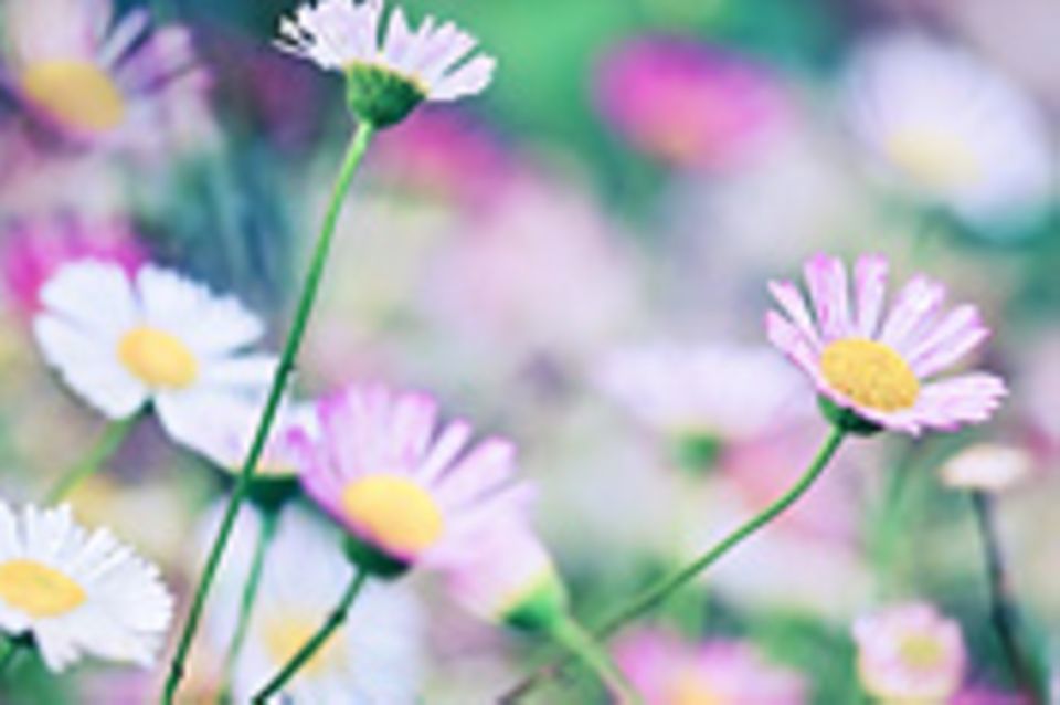 Schiebepuzzle: Frühling