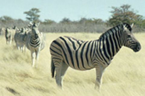 Schiebepuzzle: Zebras