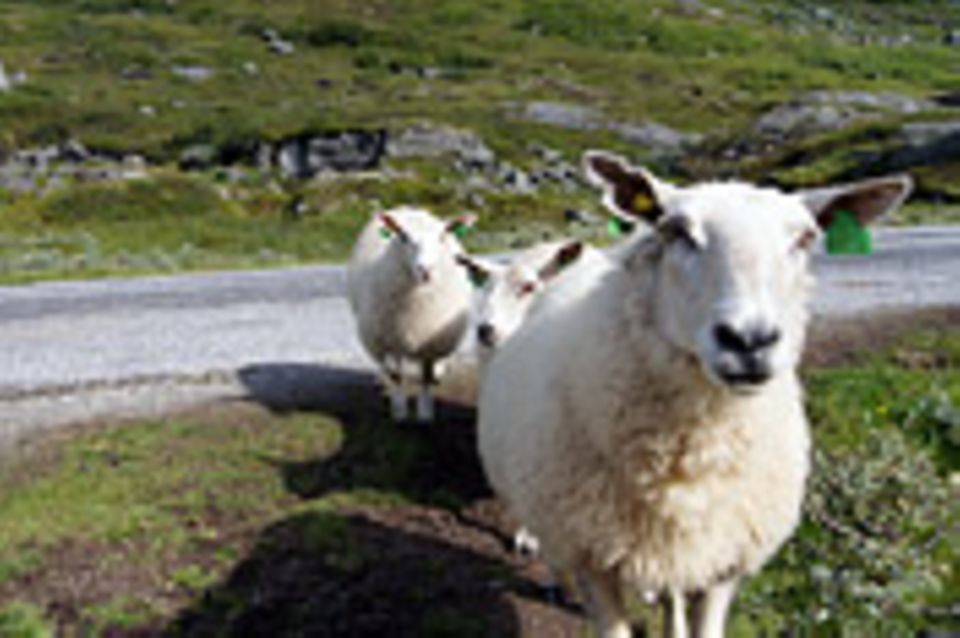 Schiebepuzzle: Schafe in Norwegen