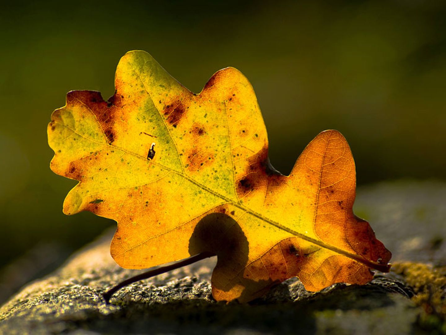Euer Foto der Woche! - Bild 38