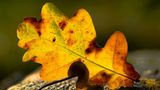 Euer Foto der Woche! - Bild 38