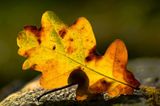 Euer Foto der Woche! - Bild 38