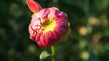 Euer Foto der Woche! - Bild 62