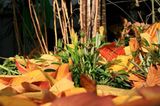 Euer Foto der Woche! - Bild 86