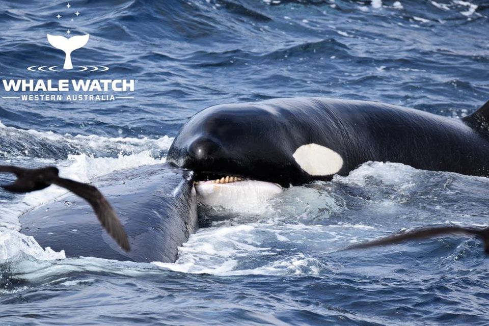 Buckelwal wird von Schwertwalen attackiert