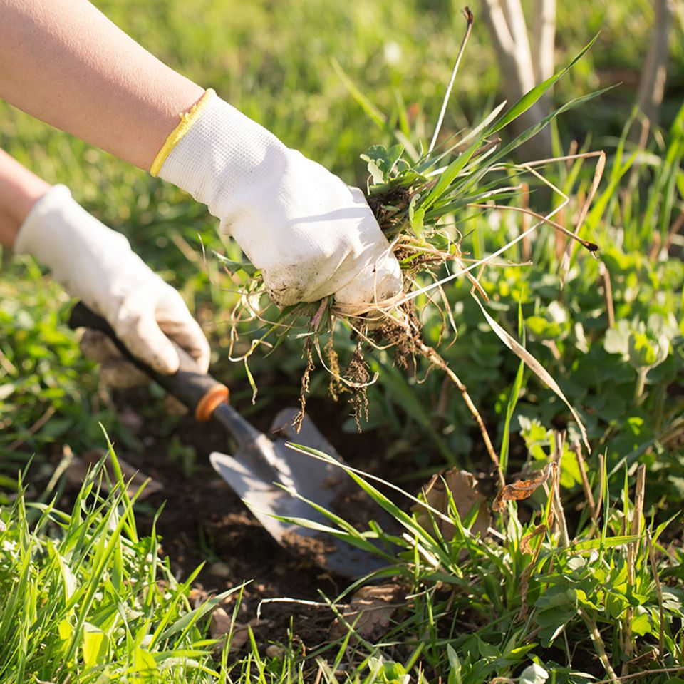 Unkraut entfernen im Garten